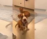 Small #2 Mutt