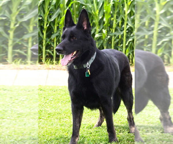 Medium Photo #2 German Shepherd Dog Puppy For Sale in Evansville, IN, USA
