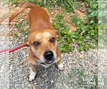 Small Chihuahua Mix