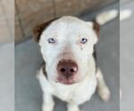 Small American Pit Bull Terrier Mix
