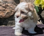 Small #3 Havanese