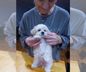 Maltipoo Puppy for sale in DALLAS, TX, USA