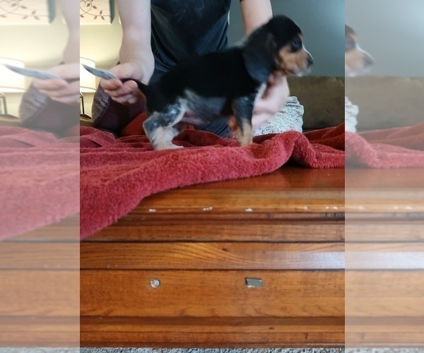 Medium Photo #30 Beagle Puppy For Sale in BOWLING GREEN, MO, USA