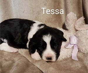 English Springer Spaniel Puppy for sale in GORMAN, CA, USA