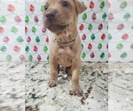 Small Photo #35 Phu Quoc (Vietnam Island) Ridgeback Puppy For Sale in HELOTES, TX, USA