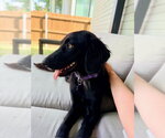 Small #5 Collie Mix
