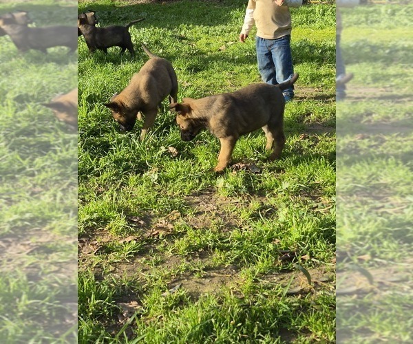 Medium Photo #18 Belgian Malinois Puppy For Sale in DIXON, CA, USA