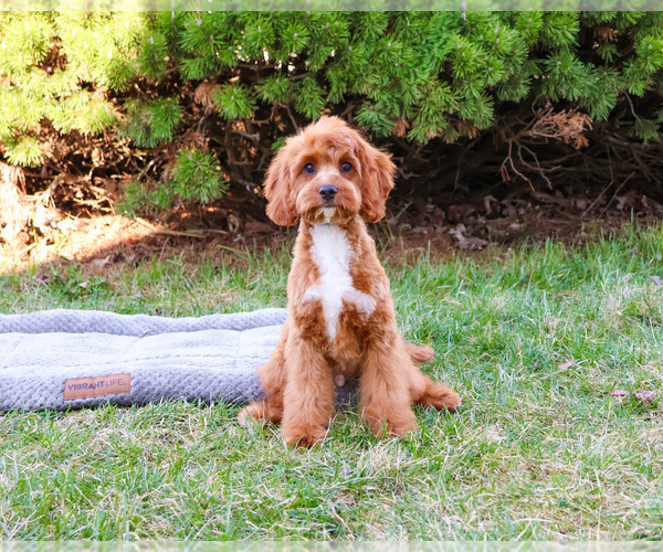 Medium Photo #3 Cavapoo (Miniature) Puppy For Sale in SYRACUSE, IN, USA