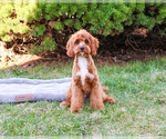 Small #2 Cavapoo (Miniature)