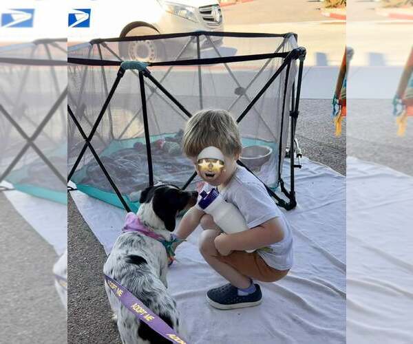 Medium Photo #7 Jack Russell Terrier-Unknown Mix Puppy For Sale in Cave Creek, AZ, USA