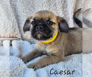 Caesar - Male Pug-Unknown Mix Dog for Adoption - Photo #2