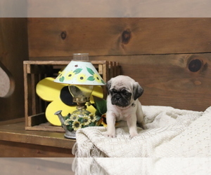 Pug Puppy for sale in NEWMANSTOWN, PA, USA