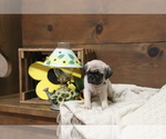 Small Photo #1 Pug Puppy For Sale in NEWMANSTOWN, PA, USA