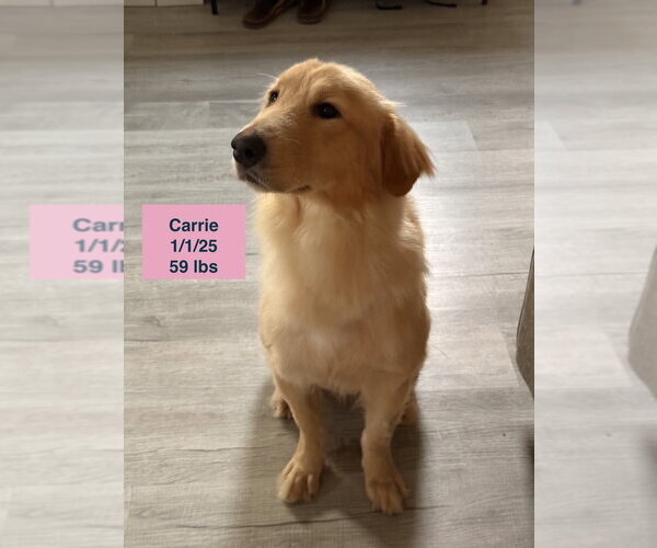 Medium Photo #18 Golden Retriever Puppy For Sale in West Hollywood, CA, USA