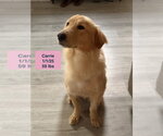 Small #17 Golden Retriever