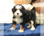 Small #1 Bernedoodle (Miniature)