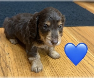 Medium Dachshund