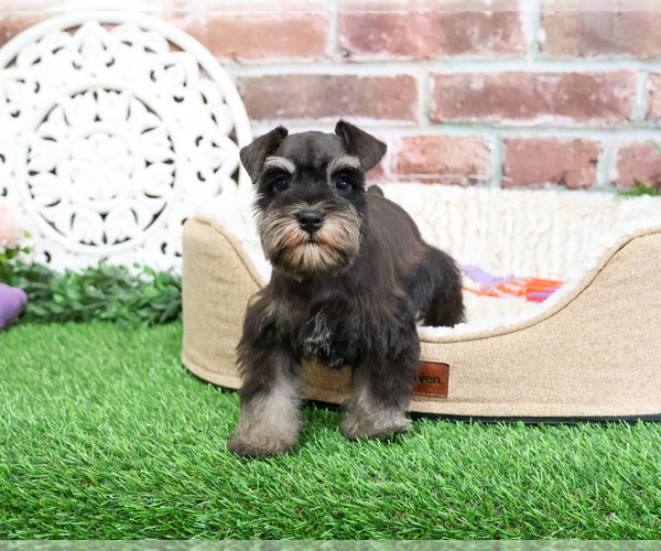 Medium Photo #5 Schnauzer (Miniature) Puppy For Sale in SYRACUSE, IN, USA