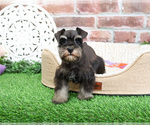 Small #4 Schnauzer (Miniature)