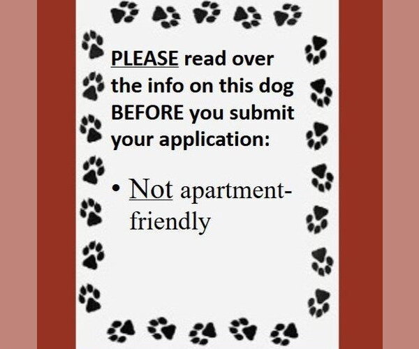 Medium Photo #8 Siberian Husky-Unknown Mix Puppy For Sale in Fargo, ND, USA