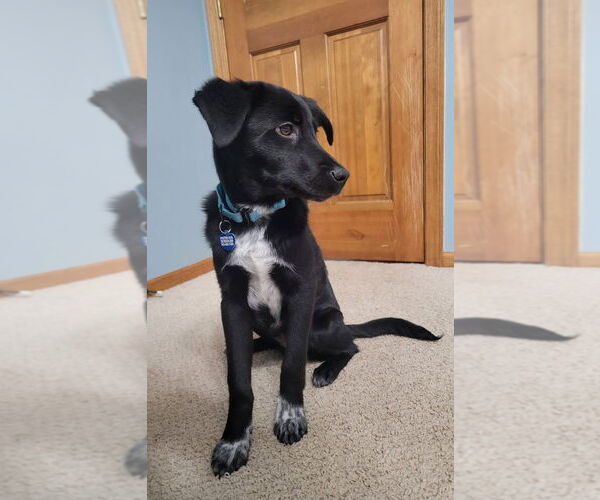 Medium Photo #8 Borador Puppy For Sale in Andover, MN, USA