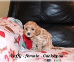 Small Photo #7 Cockapoo (Miniature) Puppy For Sale in CLARKRANGE, TN, USA
