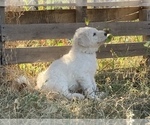 Small Photo #8 Komondor Puppy For Sale in GUTHRIE, OK, USA