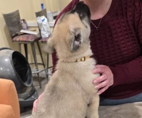Medium Photo #4 Alaskan Malamute-Mastiff Mix Puppy For Sale in OMAHA, NE, USA