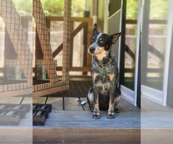 Medium Photo #2 Mutt Puppy For Sale in Paso Robles, CA, USA