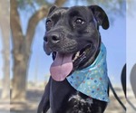 Small American Pit Bull Terrier-Labrador Retriever Mix