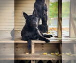 Small German Shepherd Dog Mix