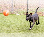 Small #4 Mutt