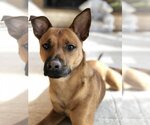 Small American Pit Bull Terrier-Basenji Mix