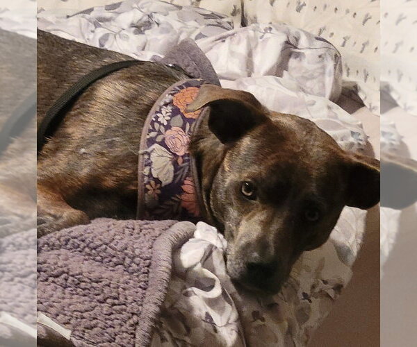 Medium Photo #3 Mutt Puppy For Sale in Candler, NC, USA