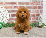 Small #4 Goldendoodle