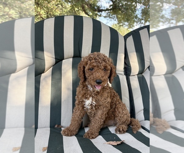 Medium Photo #3 Goldendoodle Puppy For Sale in HILLSBORO, TX, USA