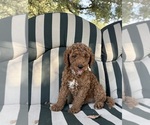 Nigel - Male Goldendoodle Puppy for Sale - Photo #3