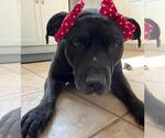 Small #17 American Pit Bull Terrier-American Staffordshire Terrier Mix
