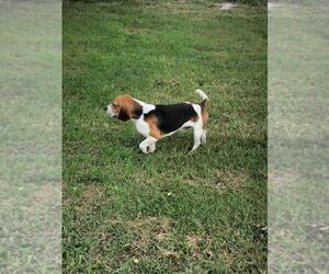 Father of the Beagle puppies born on 02/09/2025