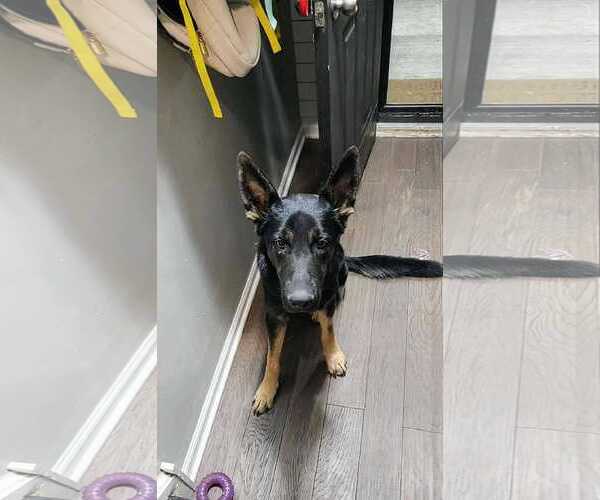 Medium Photo #3 German Shepherd Dog Puppy For Sale in Hinckley, IL, USA