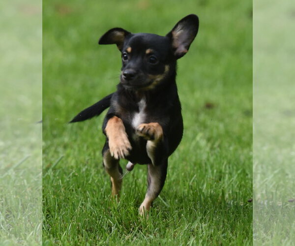 Medium Photo #3 Chihuahua-Unknown Mix Puppy For Sale in Mechanicsburg, PA, USA