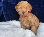 Small Photo #14 Goldendoodle (Miniature) Puppy For Sale in SAN FERNANDO, CA, USA