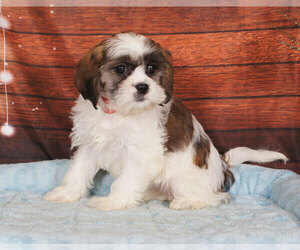 Cava-Tzu Puppy for sale in PENNS CREEK, PA, USA