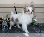 Puppy Ivy Pomeranian