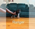 Puppy Ranger German Shepherd Dog