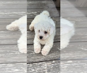Poodle (Toy) Puppy for sale in BRIDGEPORT, CT, USA