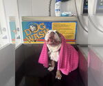 Small #3 Bulldog
