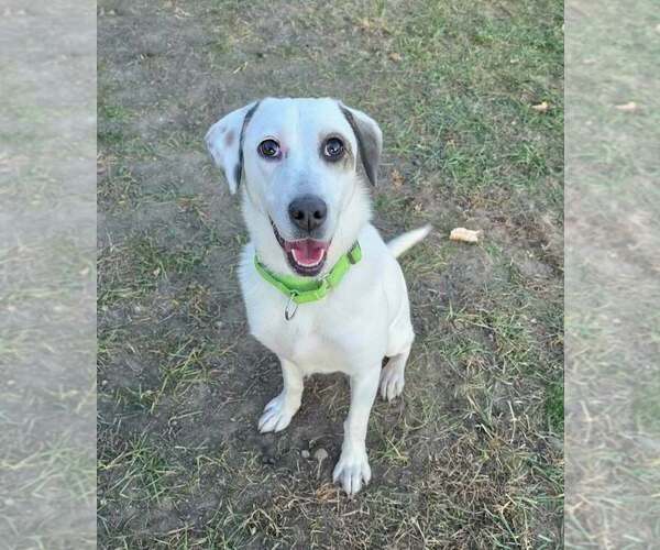 Medium Photo #1 Labrador Retriever-Unknown Mix Puppy For Sale in Plymouth, MN, USA