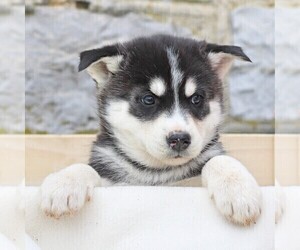 Siberian Husky Puppy for sale in MERCERSBURG, PA, USA