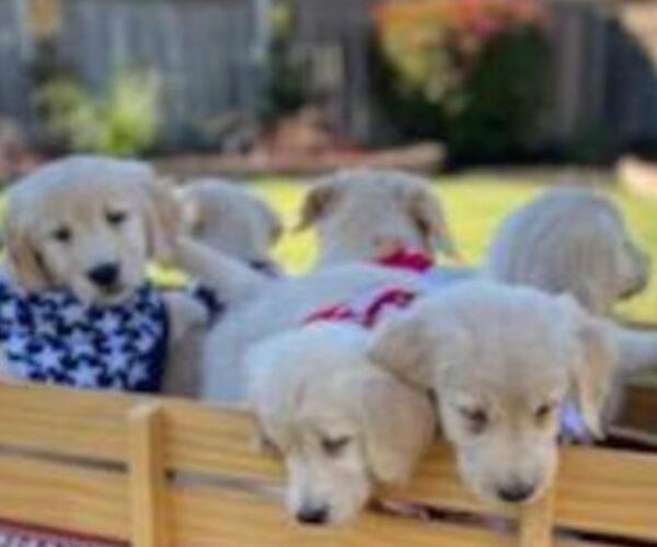 Medium Photo #25 Golden Retriever Puppy For Sale in CITRUS HEIGHTS, CA, USA